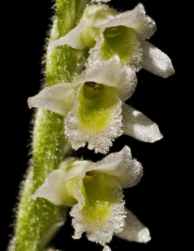 Spiranthes spiralis sulla costa livornese